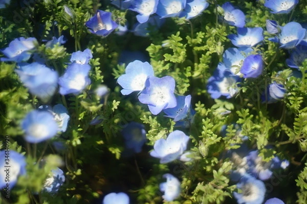 Fototapeta 可愛らしいネモフィラたち