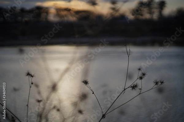 Fototapeta 水面に映る太陽の光と草の影