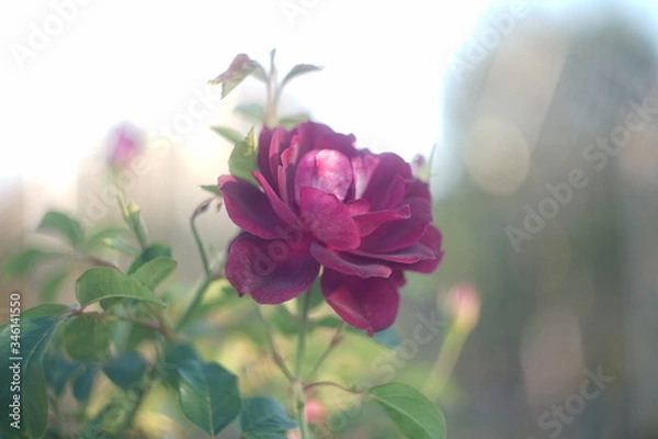 Fototapeta 紫色の美しいバラ