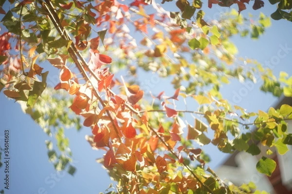 Fototapeta 秋を感じる葉