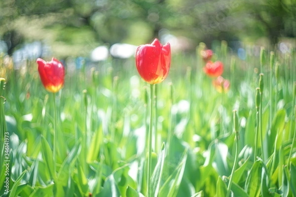 Fototapeta 真っすぐに咲く赤いチューリップ