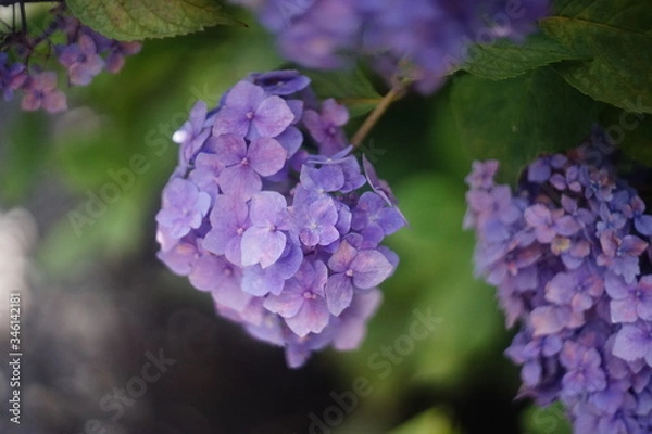 Fototapeta 美しい紫色の紫陽花