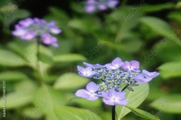 Fototapeta 咲き始めの紫陽花