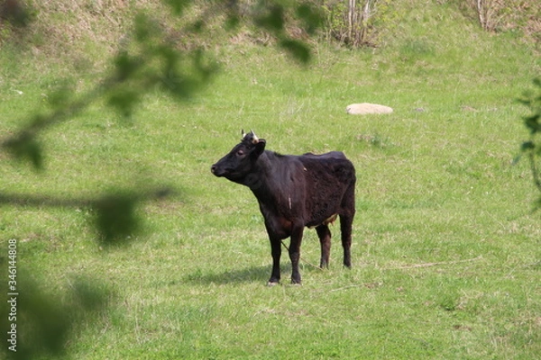 Obraz Cow