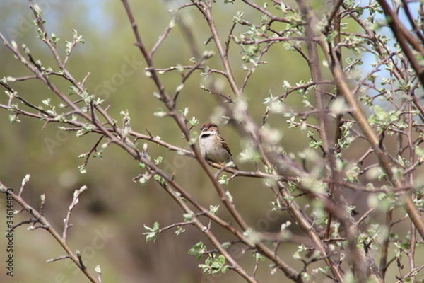 Obraz Sparrow