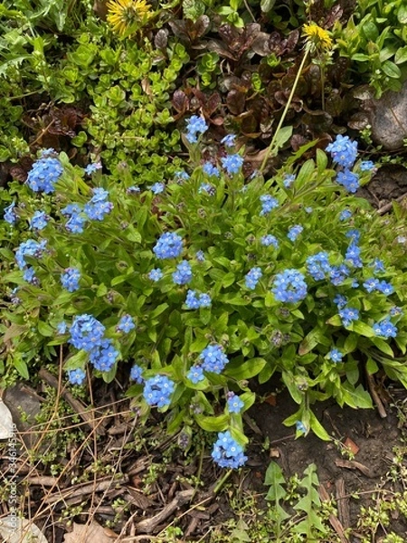 Fototapeta Незабудка