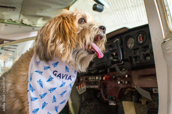 Obraz Dog in a Plane