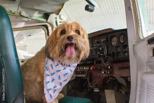 Obraz Dog in a Plane