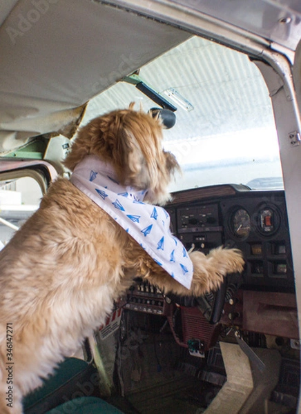 Obraz Dog in a Plane