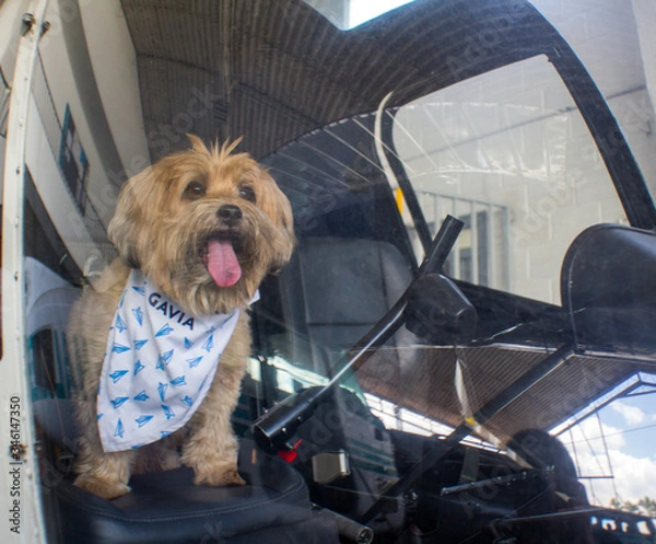 Obraz Dog in a Plane