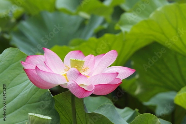 Fototapeta 蓮華 (東京・上野不忍池)