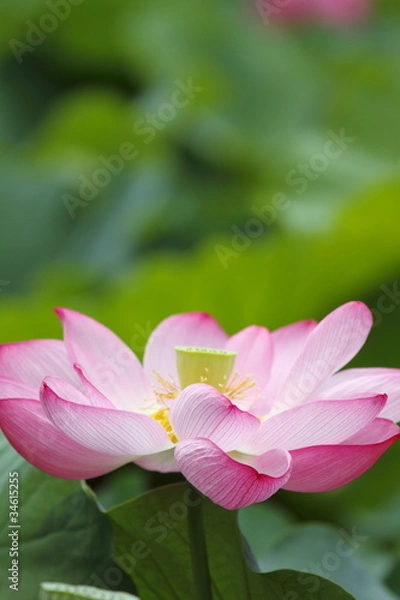 Fototapeta 蓮華 (東京・上野不忍池)