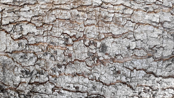 Fototapeta tree bark texture and pattern