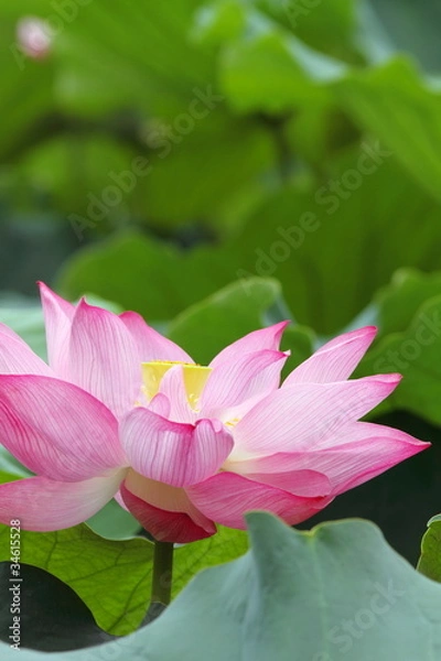 Fototapeta 蓮華 (東京・上野不忍池)