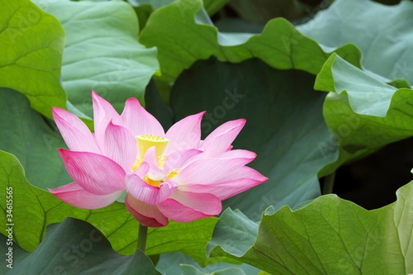 Obraz 蓮華 (東京・上野不忍池)