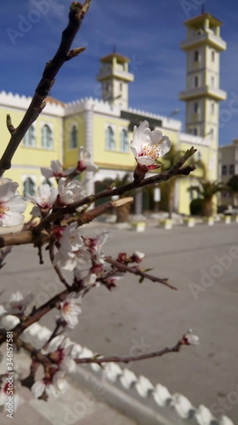 Obraz cherry blossom behind it green mosque