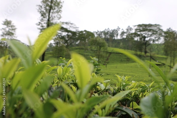 Obraz Tea State in Sri lanka