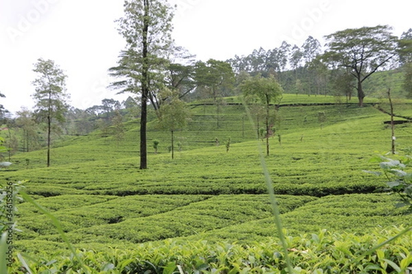 Obraz Lord Buddha  Statue