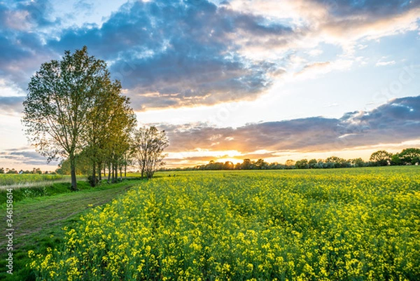 Fototapeta Sunset rapeseed field