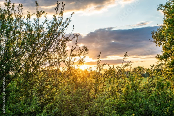 Fototapeta Sunset through tree