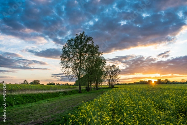 Fototapeta Sunset field Sunflare
