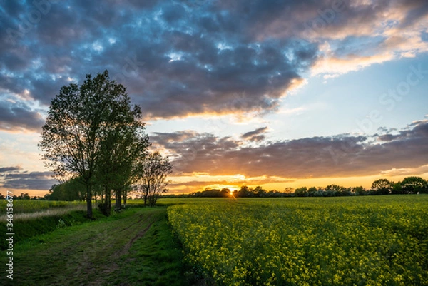Fototapeta Sunset over rape seed field
