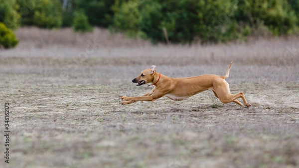 Obraz Coursing. Whippet dog running in the field