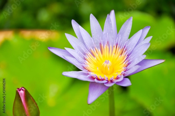 Obraz A beautiful purple flowers