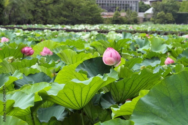 Obraz 蓮華 (東京・上野不忍池)