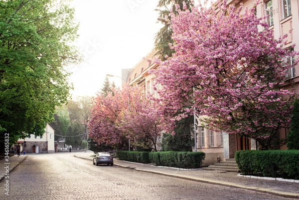 Fototapeta 
Spring. Sakura color. Street with sakura trees