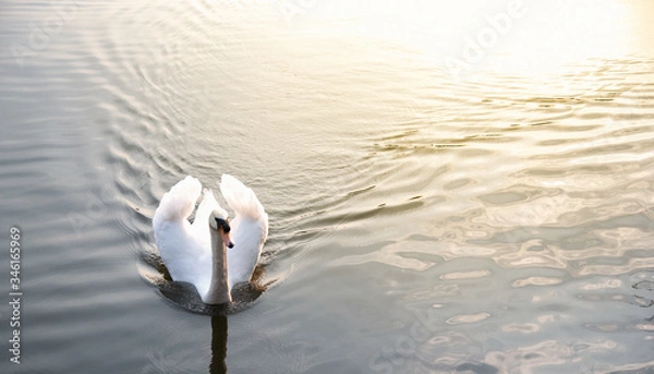Obraz Close up image of a white goose on a blue lake in the sunlight. Goose are swimming in a blue lake, habitat background. Beautiful goose lifestyle.