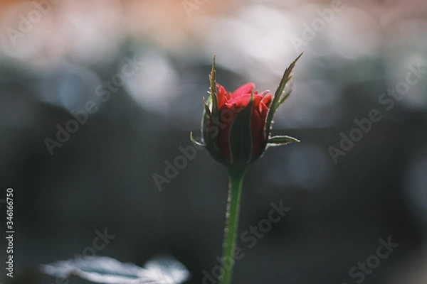 Obraz small rose flower with blur bokeh background close up shot