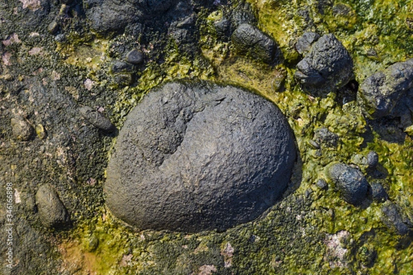 Fototapeta Algae on big stone in the Sea close