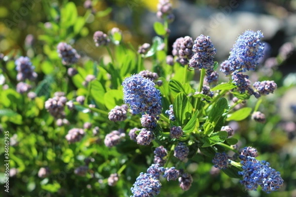 Fototapeta Fleurs violettes