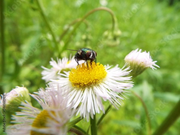 Fototapeta 銀蝿 Fly