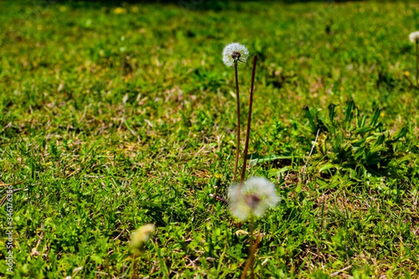 Fototapeta Dandelion with blurred background