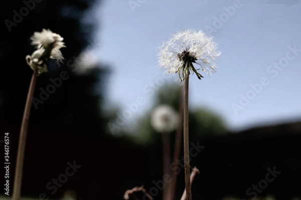 Fototapeta Dandelion with blurred background