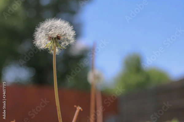 Fototapeta Dandelion with blurred background
