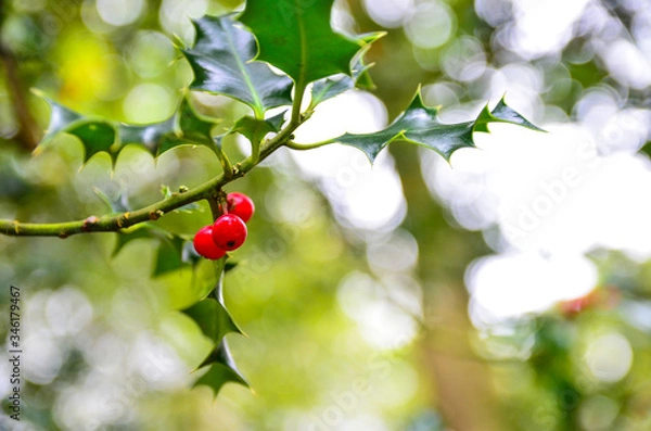 Obraz Holly berries hanging from the tree