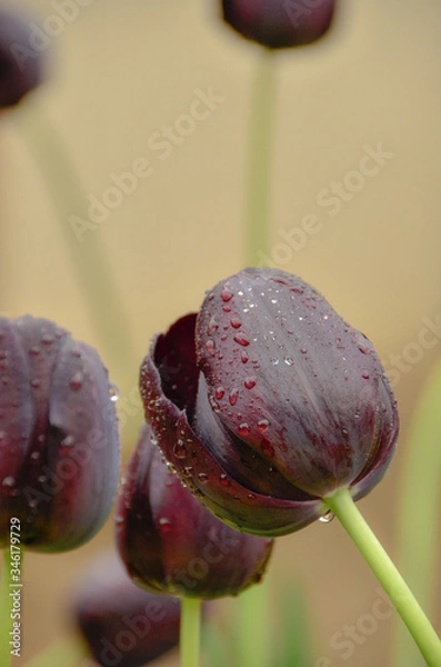 Obraz Black Tulip Flowers close up