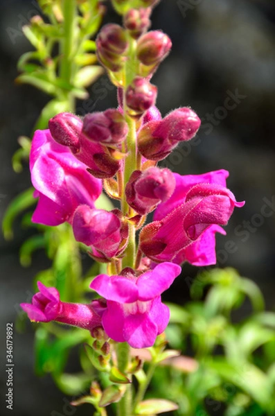 Fototapeta A close up of a pink spring flower budding