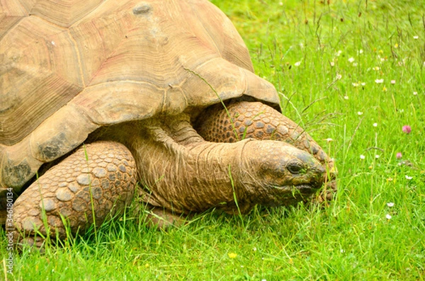 Fototapeta Close up of a tortoise