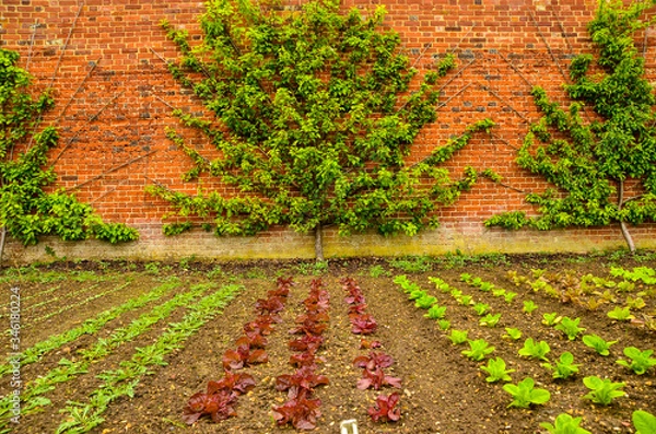Fototapeta Lines of vegetables that are growing in the garden
