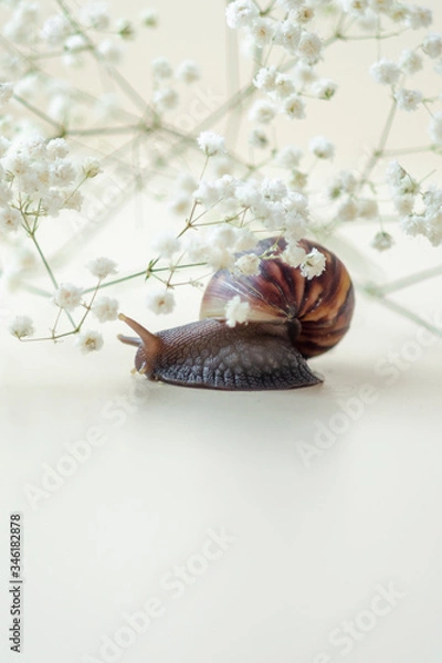 Fototapeta Dark brown Achatin with a spiral shell crawls among beautiful white flowers on a bright clear day. Extreme closeup macro healing mucus and anti-aging slime of Giant Snail. Concept of purity, copyspace