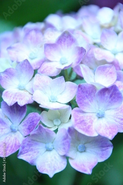 Fototapeta 紫陽花