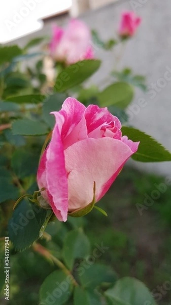 Fototapeta Fleurs de printemps