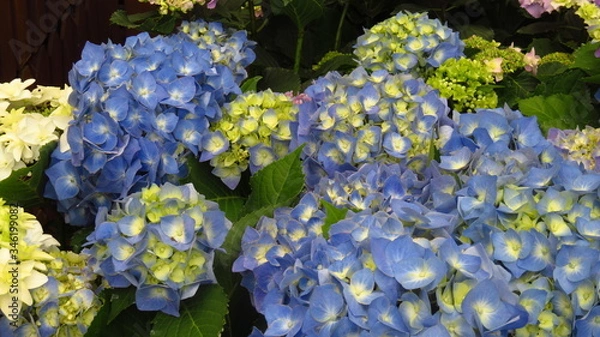 Obraz Blue Hydrangea Flowers in Spring
