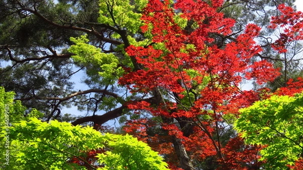Obraz Bright Red and Green Leaf Trees
