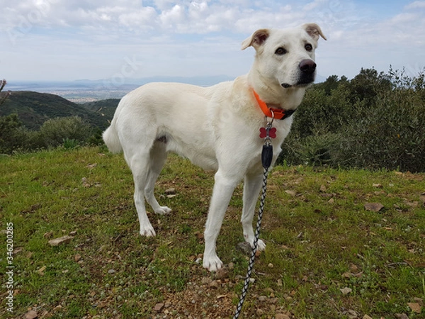 Fototapeta Cane bianco