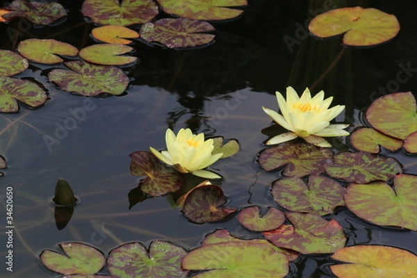 Fototapeta водяные лилии в пруду